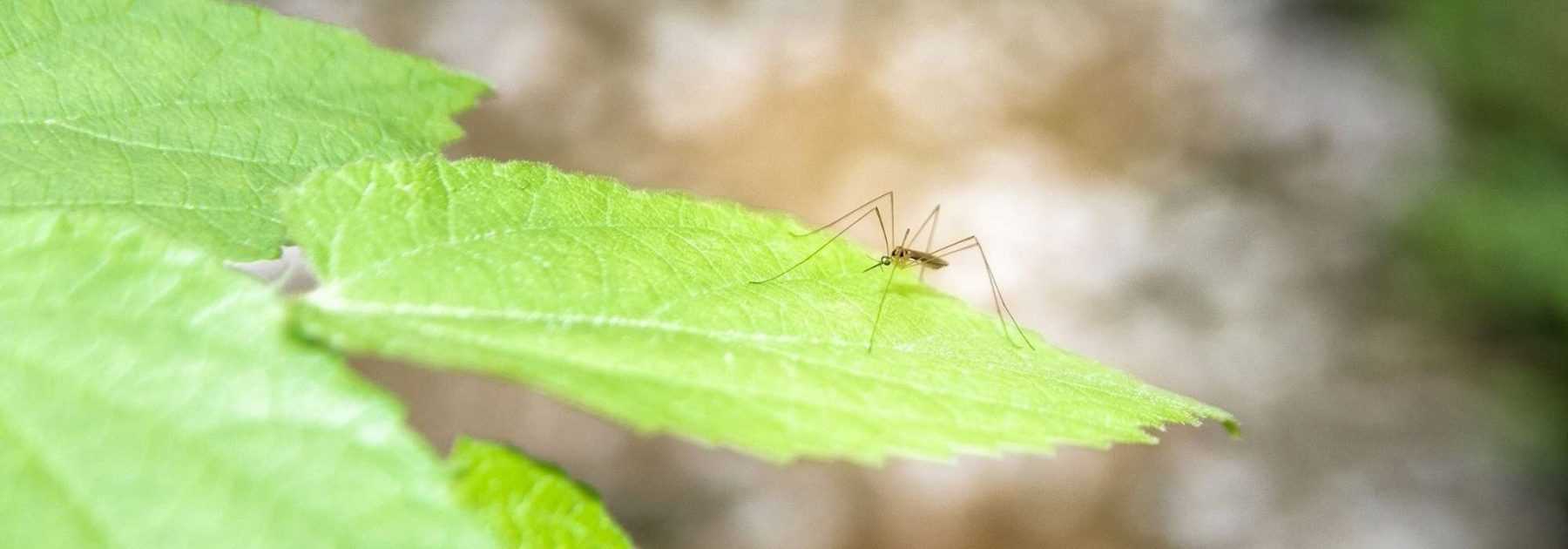10 effective mosquito-repellent plants