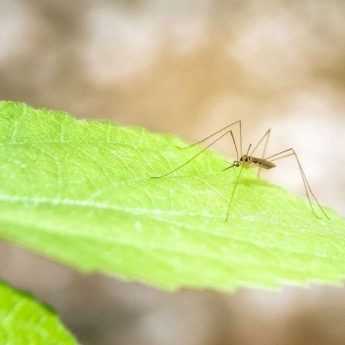 10 effective mosquito-repellent plants
