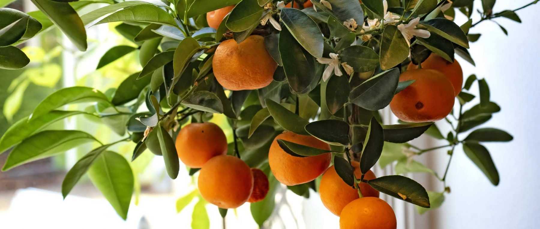 Overwintering lemon tree outdoors: tips to protect against frost