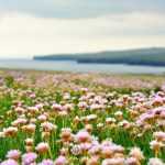 10 perennial plants ideal for a seaside garden