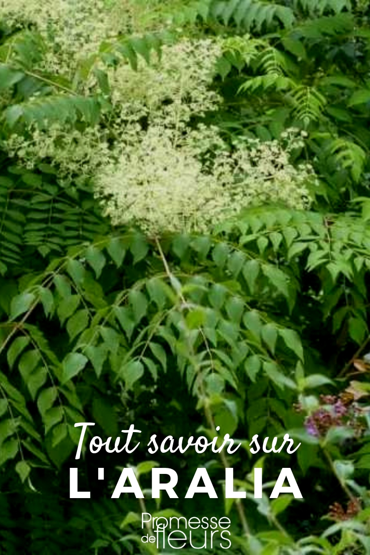 Aralia: Everything You Need to Know
Aralias are fascinating plants, known for their lush foliage and architectural structure, making them a popular choice for both indoor and outdoor gardening. In this article, we will delve into everything you need to know about caring for these magnificent plants.
### Understanding Aralia
Aralias, belonging to the genus Aralia, are part of the Araliaceae family. This group includes both deciduous and evergreen species, which can be found as large trees or shrubs and even as small, delicate perennials. The diversity within the Aralia genus is quite remarkable, with species thriving in various climates across the globe.
### Popular Varieties
Some of the most popular Aralia species include:
- **Aralia elata** (Japanese Angelica Tree)
- **Aralia spinosa** (Devil’s Walking Stick)
- **Aralia cordata** (Udo)
Each of these species has unique characteristics, from the towering heights of the Japanese Angelica Tree to the spiky appearance of the Devil’s Walking Stick.
### Growing Conditions
Aralias generally prefer a shaded or semi-shaded location, away from direct sunlight. They thrive in well-drained, fertile soil, rich in organic matter. When planting Aralia, ensure the soil is loosened and aerated to promote healthy root growth.
### Watering and Feeding
Regular watering is crucial, especially during dry spells. However, it's important to avoid waterlogging as this can lead to root rot. During the growing season, feeding your Aralia with a balanced fertilizer will help in maintaining its vibrant foliage and overall health.
### Pruning and Maintenance
Pruning is essential to control the size and shape of your Aralia, especially for those species that can grow quite large. It's best to prune in late winter or early spring before new growth begins. This not only helps in maintaining the desired shape but also encourages new growth.
### Common Issues
Aralias are relatively hardy; however, they can be susceptible to pests like spider mites and mealybugs. Regularly inspect your plants and treat infestations early with appropriate insecticides or natural remedies.
### Conclusion
Aralias are a stunning addition to any garden or home with their unique aesthetic and relatively easy care. Whether you choose a towering tree or a compact shrub, Aralias can bring a touch of the exotic to your gardening space. With proper care and maintenance, these plants can thrive and beautify your environment for years to come. Aralia: Planting and Maintenance