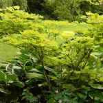 Shade bushes: which to choose?