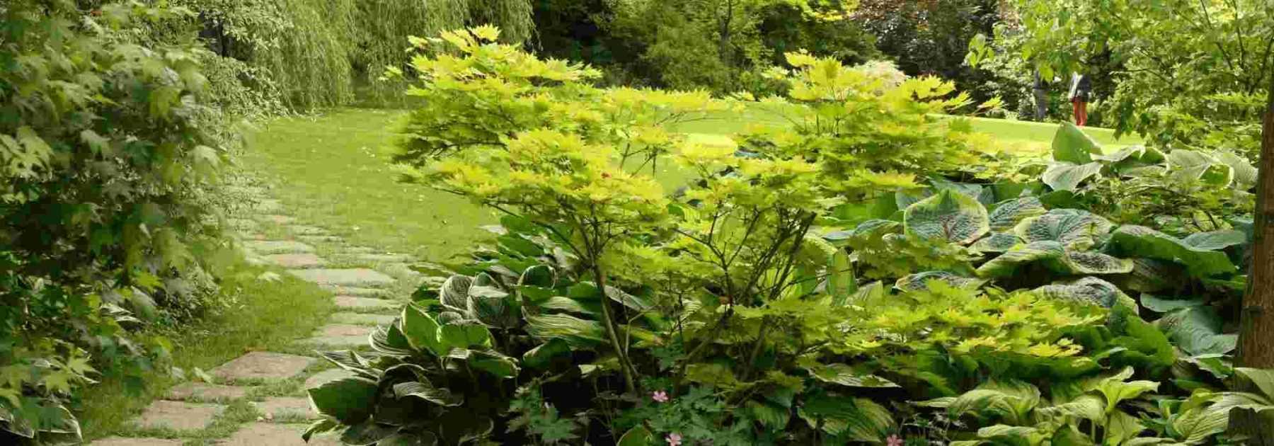 Shade bushes: which to choose?