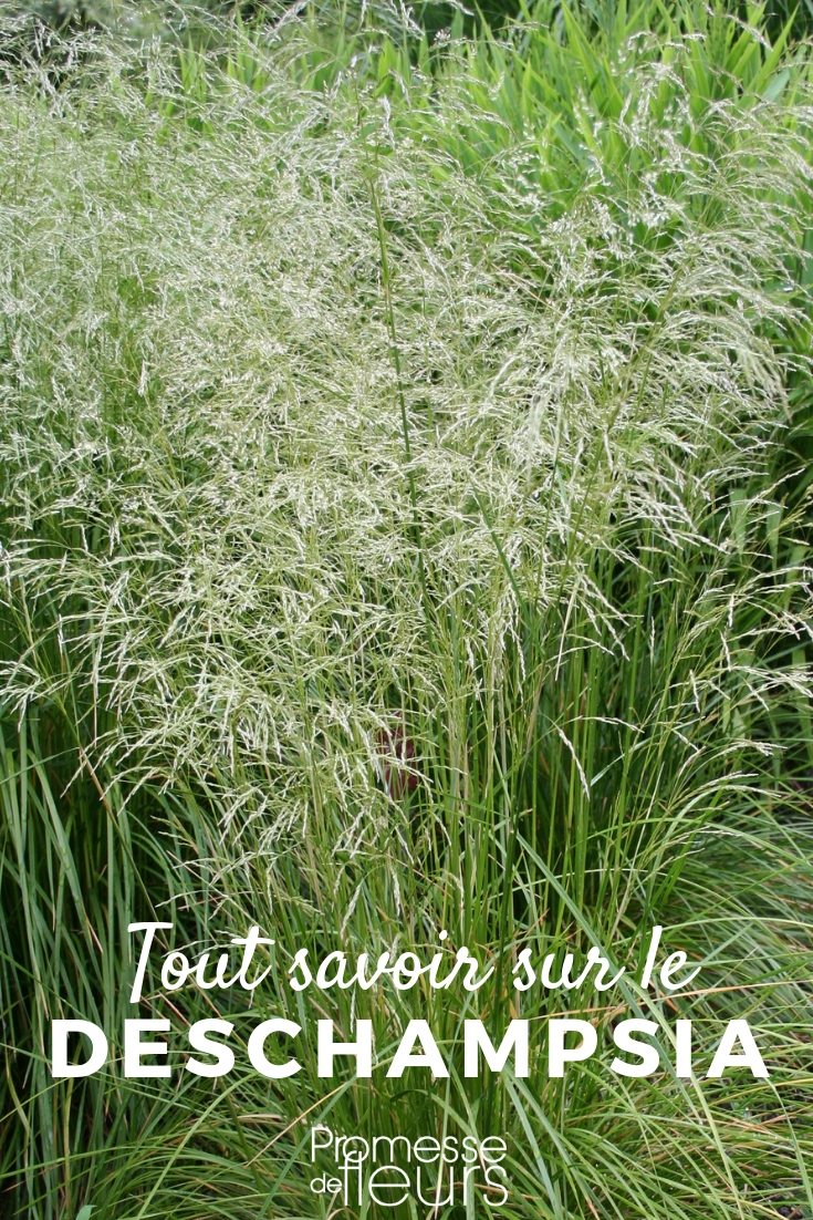 Deschampsia: Everything You Need to Know tufted hairgrass