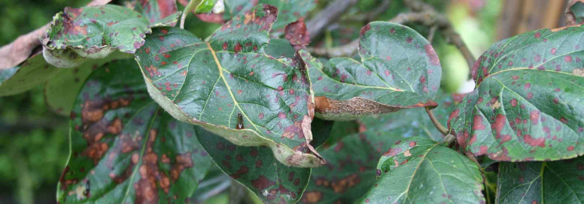 Entomosporiosis: prevent and control
