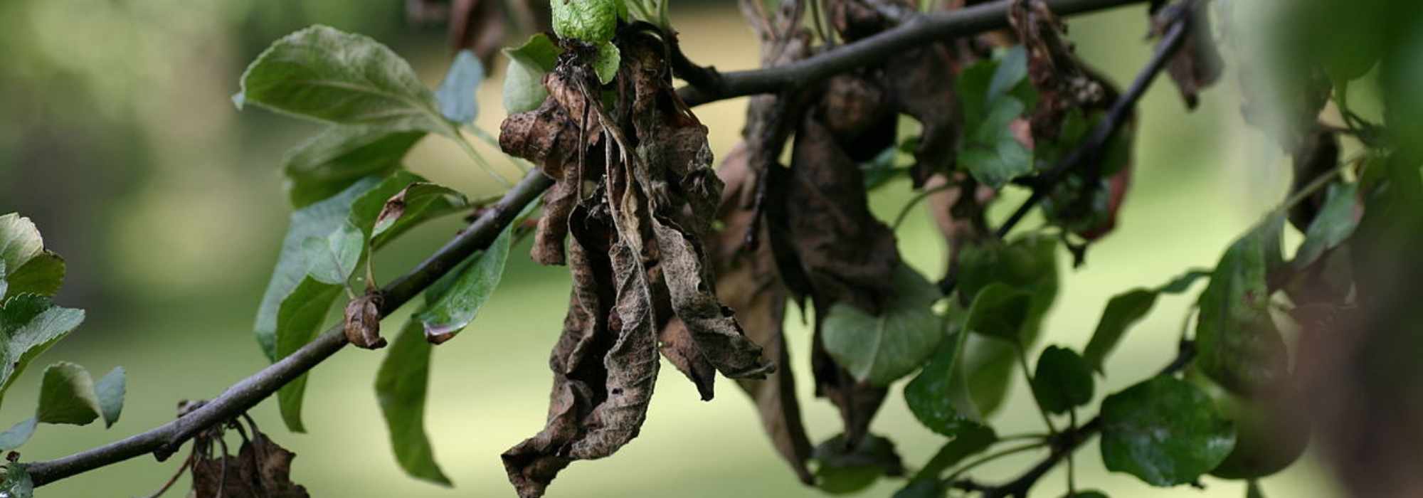 Fire blight: identifying and controlling this disease