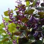 10 easy climbing flowers for a quick decor!