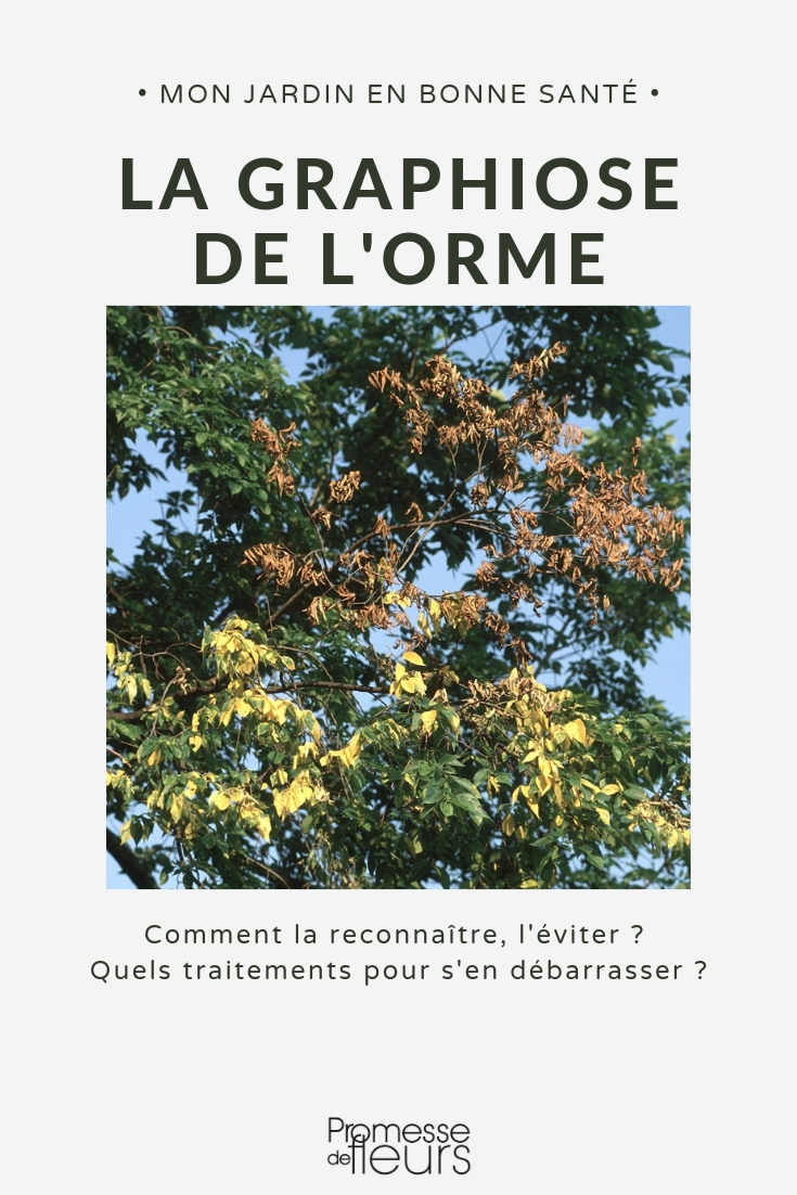 Dutch Elm Disease Graphiose: Symptoms, Damage, Treatment