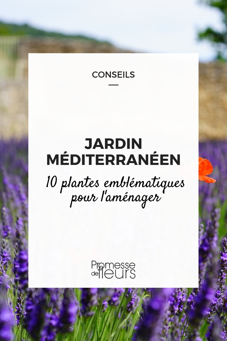 Mediterranean Garden Young Plants Mediterranean Garden Young Plants
