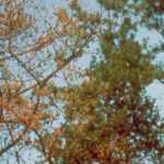 <em>Phytophthora</em>: identify, prevent, control