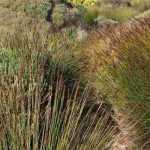 Restio, <em>Elegia capensis</em>: planting, pruning and care
