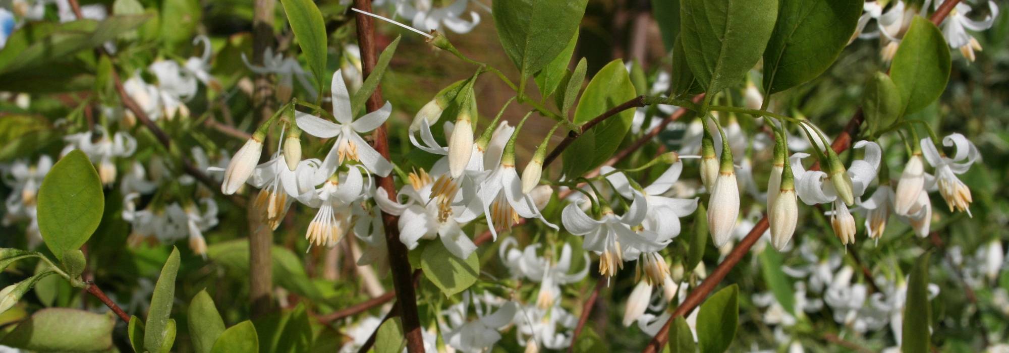 Styrax, storax: planting, growing, caring for