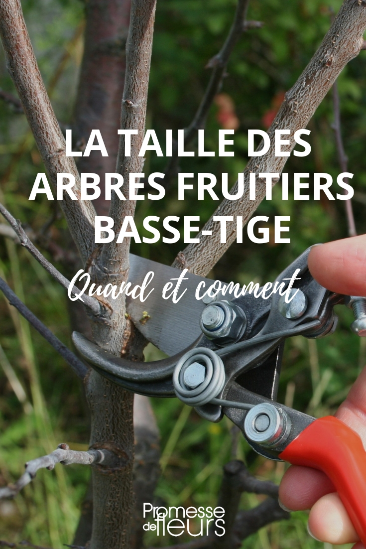 Pruning of Low-Stem Fruit Trees Pruning Low-Stem Fruit Trees