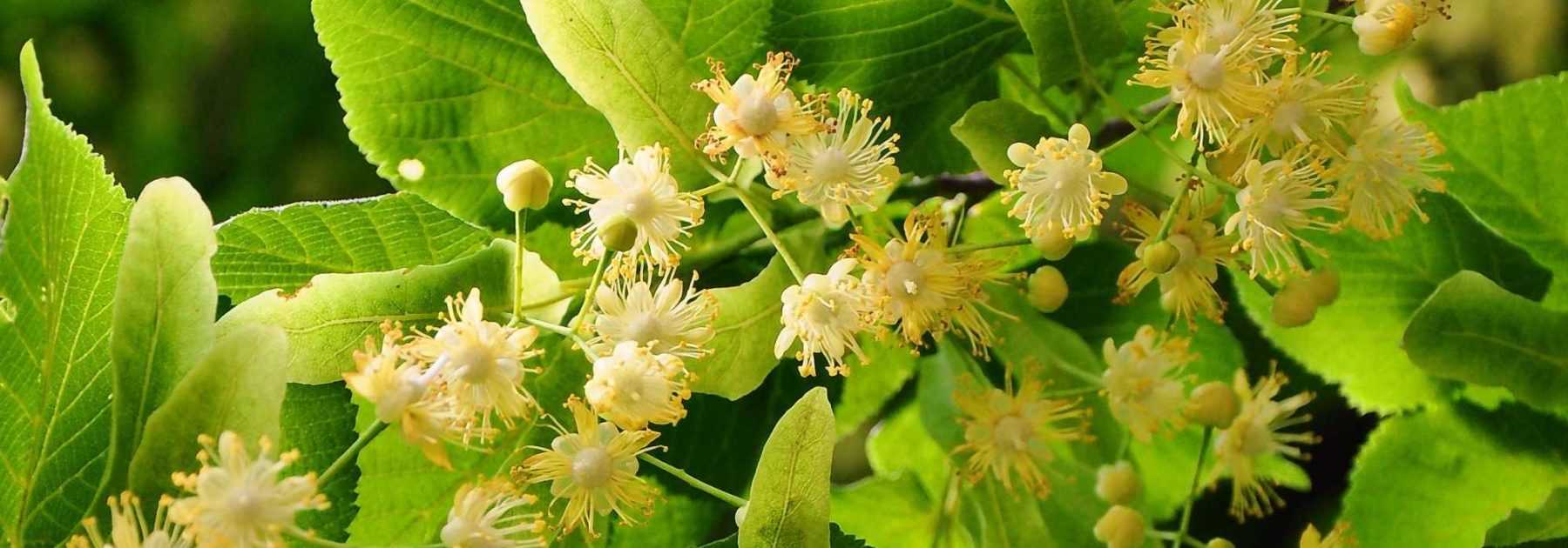 Lime tree, <em>Tilia</em>: planting, cultivation and pruning