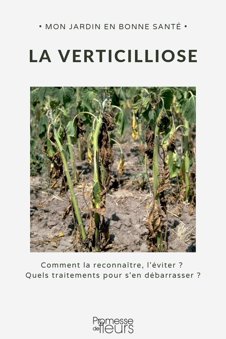 Verticillium wilt