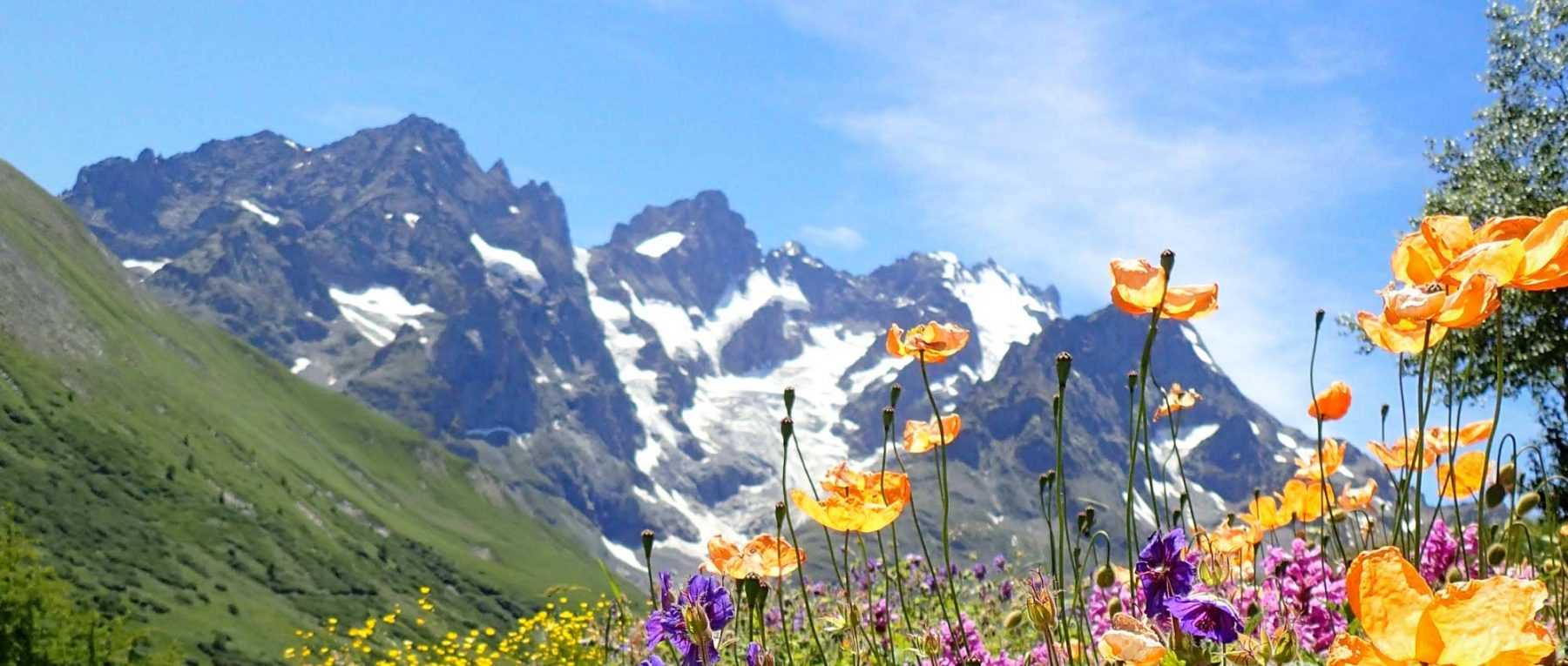 Alpine perennial plants