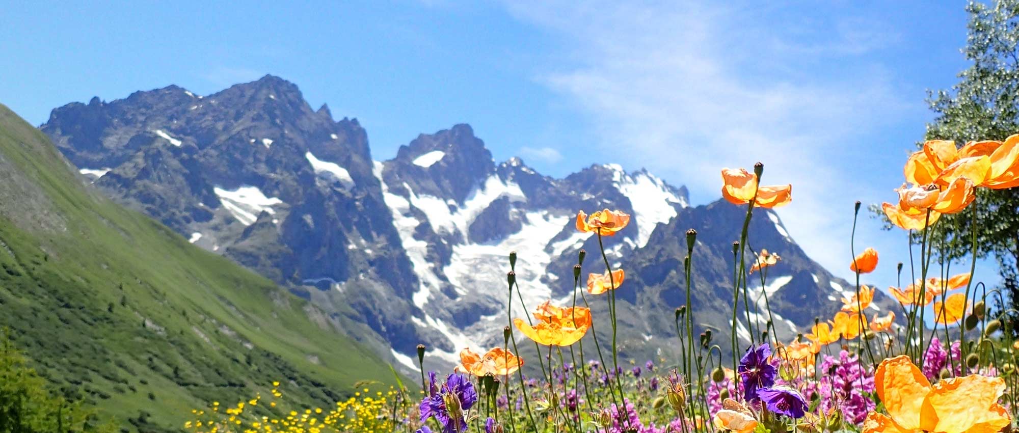 Alpine perennial plants