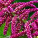 Amaranth, <em>Amaranthus</em>: sowing, planting, care