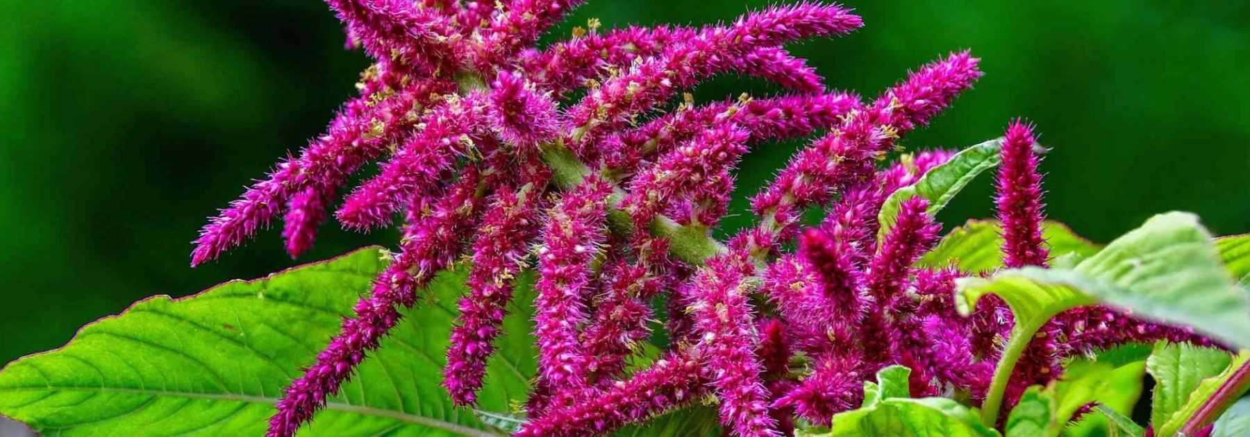 Amaranth, <em>Amaranthus</em>: sowing, planting, care