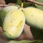 <em>Asimina triloba</em>, paw paw: to plant, to grow, to harvest
