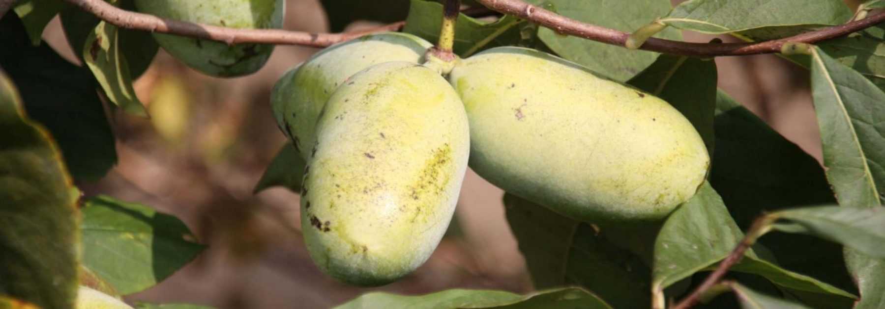 <em>Asimina triloba</em>, paw paw: to plant, to grow, to harvest