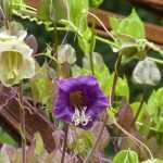 Cobaea, <em>Cobaea scandens</em>: sowing, planting