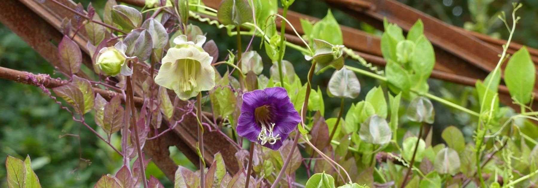 Cobaea, <em>Cobaea scandens</em>: sowing, planting