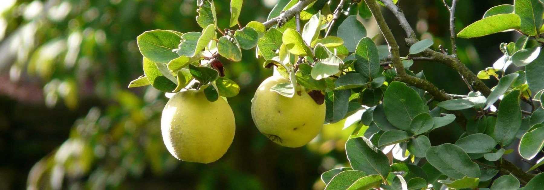 Quince tree: planting, pruning and care