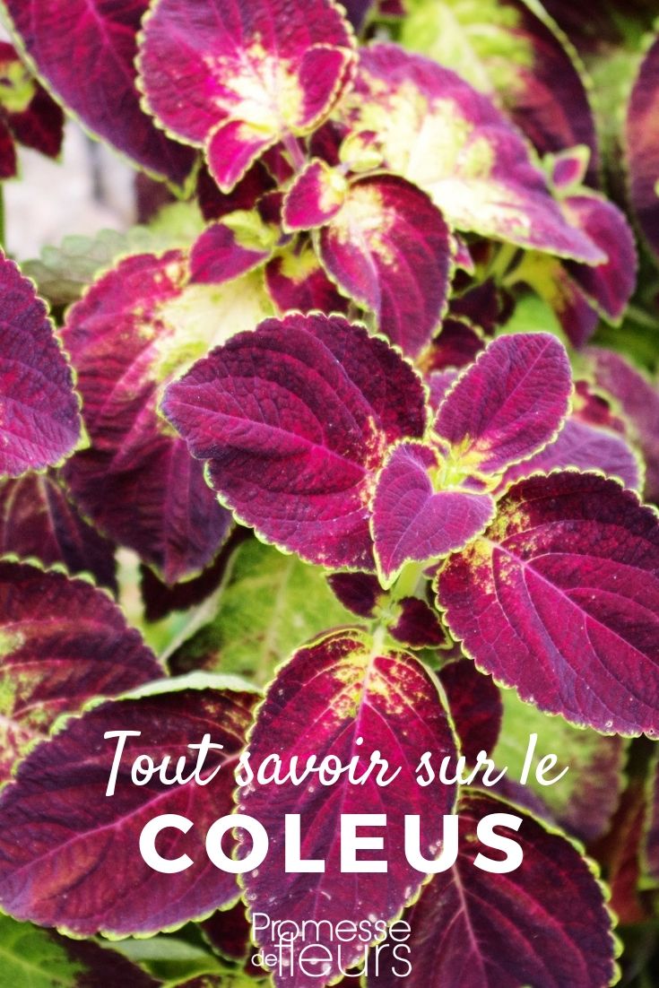 coleus, neck