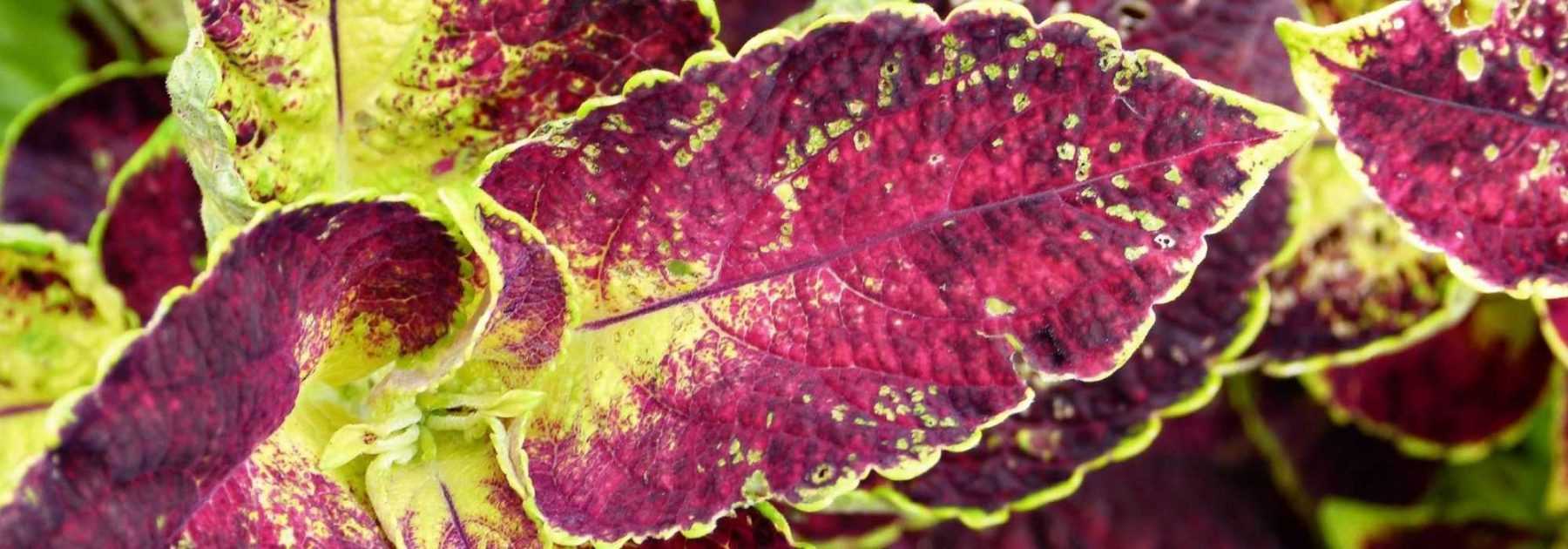 <em>Coleus</em>: sowing, planting and care