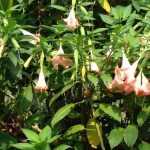 <em>Datura</em> and <em>Brugmansia</em>: sowing, planting and care