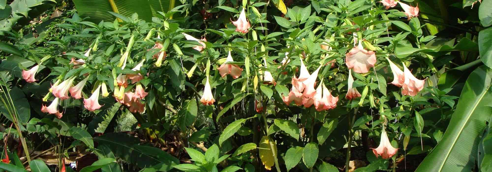 Datura and Brugmansia: sow, plant and care for