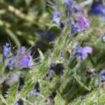 <em>Echium</em>, viper's bugloss: sow, plant and care for
