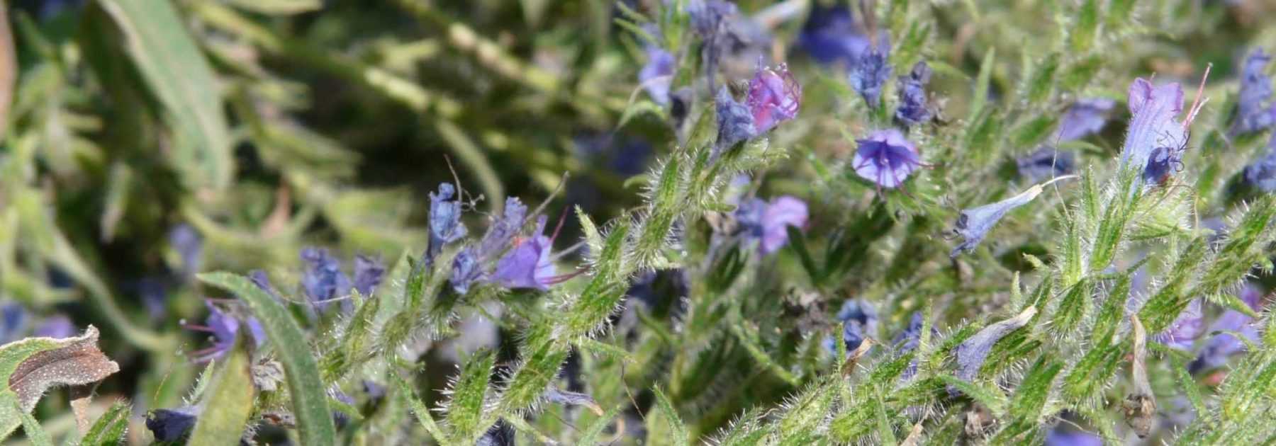 <em>Echium</em>, viper's bugloss: sow, plant and care for