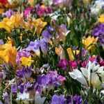 <em>Freesia</em>: planting, cultivation and care