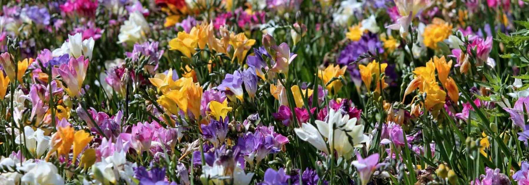 <em>Freesia</em>: planting, cultivation and care