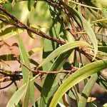 <em>Fusarium</em> wilt, prevention and treatment