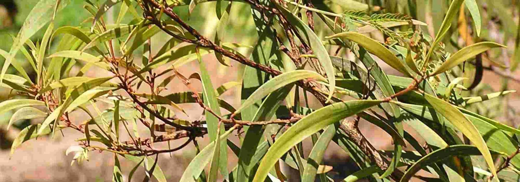 <em>Fusarium</em> wilt, prevention and treatment