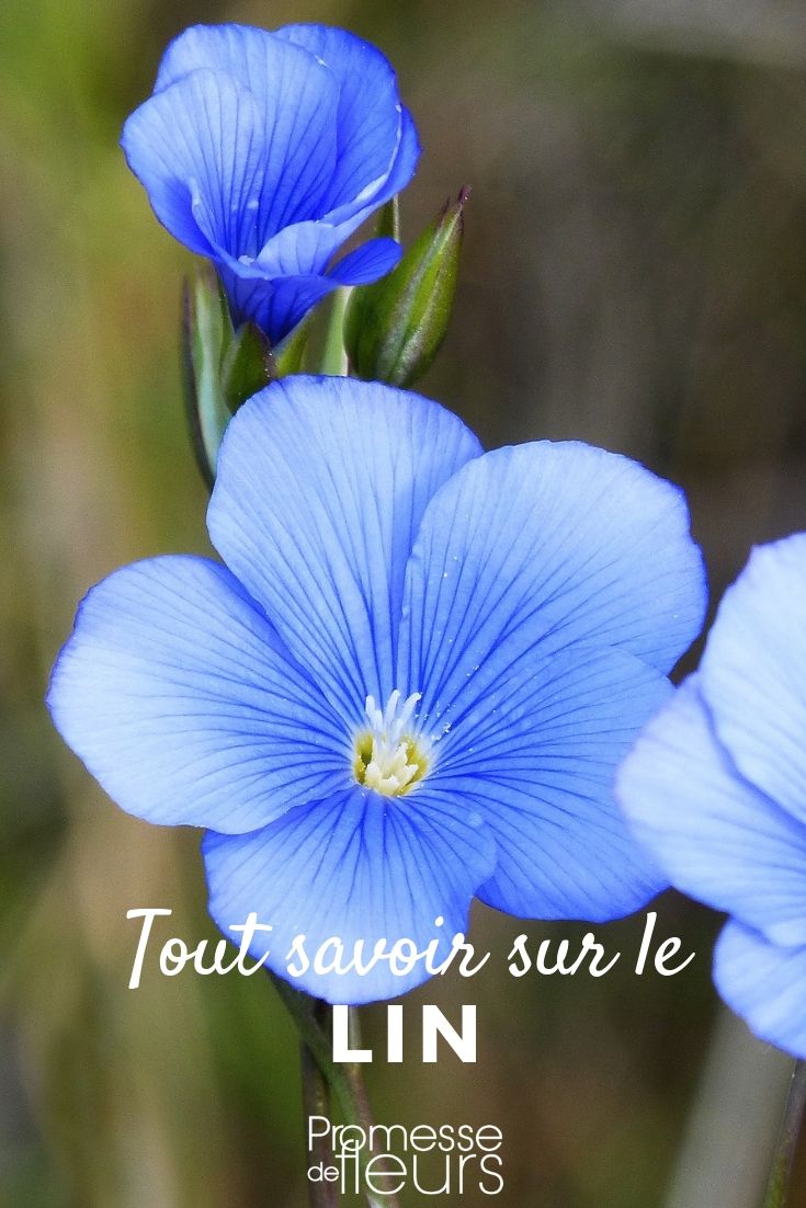 Linum: Everything You Need to Know

Linum, commonly known as flax, is a genus of flowering plants that is highly valued both for its ornamental appeal and its utility. This versatile genus includes species that are grown for their fibers, seeds, and their attractive flowers. In this article, we will delve into the various aspects of Linum, providing insights into its cultivation, varieties, and uses.

### Cultivation and Care

Linum thrives in well-drained soil and a sunny location. It is generally drought-tolerant once established, making it a suitable choice for low-maintenance gardens. When planting flax, ensure the soil is loose and free of weeds. Although flax can tolerate poor soil, it performs best in soil that is moderately fertile.

Watering should be moderate – the key is to avoid waterlogging as Linum does not fare well in overly wet conditions. During the growing season, a balanced fertilizer can be applied, but care should be taken not to over-fertilize, as this can lead to excessive leaf growth at the expense of flowers.

### Varieties of Linum

There are several species within the Linum genus, each with its unique characteristics:

- **Linum usitatissimum**: Known as common flax or linseed, this species is grown for its fibers, which are used to make linen, and for its seeds, which are a source of linseed oil.
- **Linum perenne**: Often referred to as perennial flax, this species is appreciated for its delicate blue flowers and is ideal for ornamental use in gardens.
- **Linum grandiflorum**: Also known as red flax, it boasts striking red flowers and is a popular choice for adding a splash of color to garden borders.

### Uses of Linum

Linum has a wide range of applications, from culinary to industrial. Linum usitatissimum, for instance, is highly valued for its seeds, which are rich in omega-3 fatty acids and are used in various food products, dietary supplements, and even as a wood-finishing product. The fibers from the stems of this species are used to produce linen, which is renowned for its strength, absorbency, and coolness in hot weather.

In the garden, Linum species such as Linum perenne and Linum grandiflorum are used to enhance the visual appeal of borders, rock gardens, and wildflower meadows. Their slender stems and vibrant flowers provide a delicate texture and a burst of color that can complement a wide range of garden designs.

### Conclusion

Linum is a diverse genus that offers both practical and aesthetic benefits. Whether you are interested in growing flax for its beautiful flowers, its fibers, or its nutritious seeds, understanding the specific needs and characteristics of your chosen species will help you achieve the best results. With proper care and suitable conditions, Linum can be a delightful addition to any garden, providing beauty and utility in equal measure.