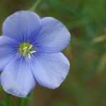 Flax, <em>Linum</em>: planting, sowing, care