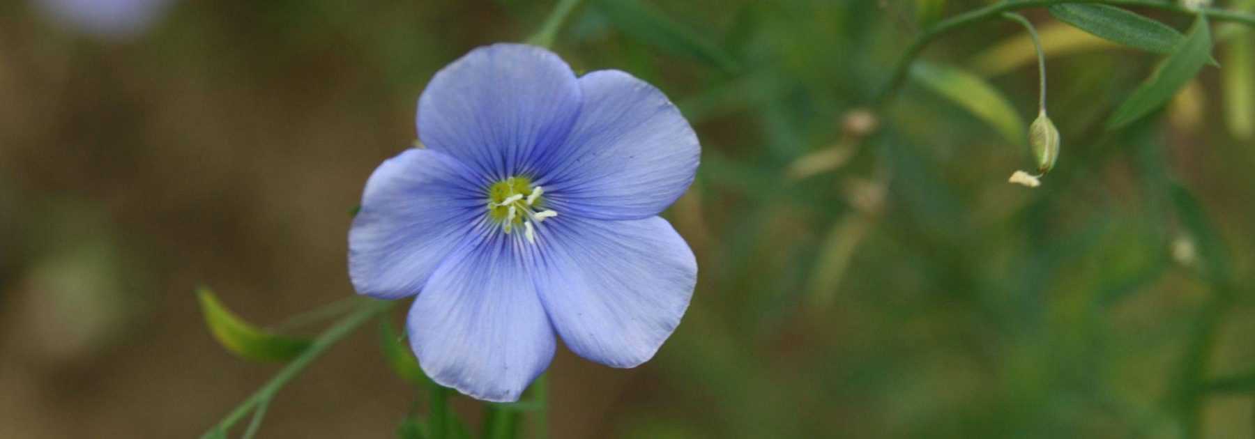 Flax, <em>Linum</em>: planting, sowing, care