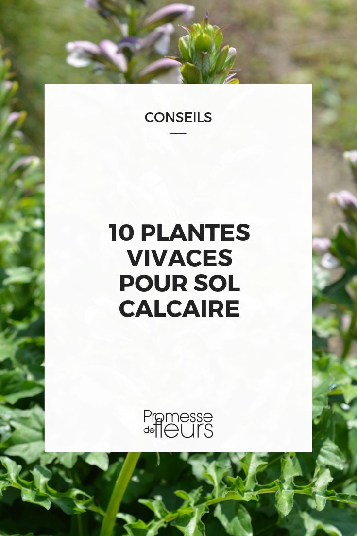 Perennials for Limestone Soil