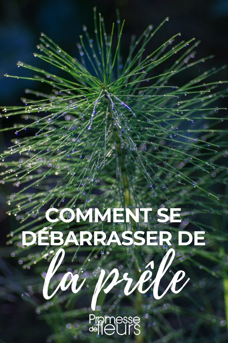 Combatting Horsetail