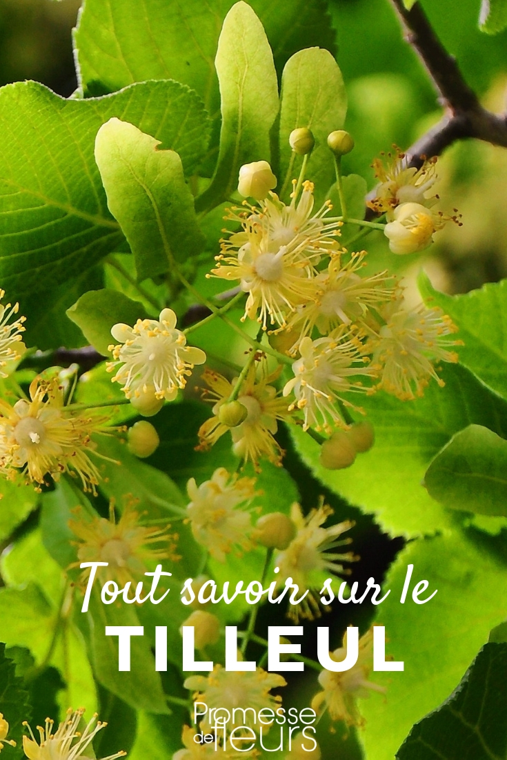 Lime Tree: Everything You Need to Know
The lime tree, or *Tilia*, is a beloved feature in many gardens and landscapes across the UK and Ireland. Known for its pleasant foliage and fragrant flowers, the lime tree offers both aesthetic appeal and practical benefits. In this article, we will explore the characteristics, planting guidelines, and care tips for this enchanting tree.
### Characteristics of the Lime Tree
The lime tree is renowned for its broad, heart-shaped leaves which turn a vibrant yellow in autumn, creating a spectacular display. During early summer, lime trees produce clusters of creamy-yellow flowers that are not only visually appealing but also emit a sweet, honey-like fragrance. These flowers are particularly attractive to bees and are an excellent source of nectar.
### Planting Your Lime Tree
When planting a lime tree, choose a location that receives full sun to partial shade. Lime trees thrive in well-drained, fertile soil. It's important to give them ample space to grow, as they can become quite large.
1. **Timing**: The best time to plant lime trees is in the late autumn or early spring when the soil is moist and the weather is mild.
2. **Soil Preparation**: Before planting, enrich the soil with well-rotted manure or garden compost, which will help to provide nutrients and improve soil structure.
3. **Planting Process**:
- Dig a hole that is twice as wide and just as deep as the root ball.
- Place the tree in the hole and spread the roots outwards.
- Fill the hole with soil and gently tamp down to remove air pockets.
- Water thoroughly after planting to settle the soil around the roots.
### Caring for Your Lime Tree
To ensure your lime tree remains healthy and vibrant, follow these care tips:
- **Watering**: Lime trees need regular watering, especially during dry spells. However, avoid waterlogging as this can lead to root rot.
- **Mulching**: Apply a layer of organic mulch around the base of the tree to help retain moisture, suppress weeds, and provide nutrients as it decomposes.
- **Pruning**: Prune lime trees in late winter to early spring to remove any dead, damaged, or diseased branches and to maintain the tree’s shape.
- **Feeding**: Feed your lime tree annually with a balanced, slow-release fertilizer to promote healthy growth and flowering.
### Common Issues
Lime trees are relatively hardy but can occasionally suffer from pests such as aphids and diseases like powdery mildew. Regular monitoring and early intervention can help manage these issues effectively.
### Conclusion
The lime tree is a splendid addition to any garden, offering year-round interest and benefits. With proper planting and care, your lime tree will thrive for many years, providing beauty and shade to your outdoor space. Whether you are an amateur gardener or a professional landscaper, the lime tree is a choice worth considering for its charm and ease of care. Tilia: Everything You Need to Know
The Tilia, commonly known as the lime or linden tree, is a beloved feature in many gardens and landscapes across the UK and Ireland. Renowned for its attractive foliage and fragrant flowers, the Tilia offers both aesthetic appeal and practical benefits. In this article, we will explore the characteristics, planting guidelines, and care tips for these magnificent trees.
### Characteristics of Tilia
Tilia species are deciduous trees, known for their heart-shaped leaves and fragrant, yellow-white flowers that bloom in early summer. These trees can grow to a significant height and width, making them excellent choices for large spaces. The wood of Tilia trees is soft and easily workable, which has made it popular in the crafting of musical instruments and intricate carvings.
### Planting Tilia
When planting a Tilia, choose a location that offers enough space for its mature size. These trees thrive in well-drained, fertile soil and can adapt to full sun or partial shade. Planting should ideally be done in early spring or autumn.
1. **Prepare the Site**: Clear the area of weeds and dig a hole twice as wide and as deep as the root ball.
2. **Position the Tree**: Place the tree in the hole, ensuring that the base of the trunk is level with the soil surface.
3. **Backfill the Hole**: Mix some compost into the excavated soil and backfill the hole, gently firming down the soil as you go.
4. **Water Thoroughly**: After planting, water the tree generously to settle the soil around the roots.
### Caring for Tilia
Tilia trees require minimal maintenance once established, but a few key practices will help ensure their health and longevity.
- **Watering**: Young trees benefit from regular watering until they are fully established. Mature trees generally require less water, but may need additional watering during prolonged dry spells.
- **Mulching**: Apply a layer of organic mulch around the base of the tree to help retain soil moisture and suppress weeds.
- **Pruning**: Prune in late winter to remove any dead, damaged, or diseased branches and to maintain the tree’s shape.
- **Feeding**: Feed annually with a balanced fertilizer to promote healthy growth.
### Common Issues
While generally robust, Tilia trees can occasionally suffer from pests such as aphids, which may cause the leaves to become sticky and attract sooty mould. Regular monitoring and prompt treatment with appropriate insecticides can manage these issues effectively.
### Conclusion
The Tilia is a splendid choice for anyone looking to enhance their garden with a tree that is both beautiful and beneficial. With proper planting and care, these trees can provide enjoyment for many years to come. Whether you are a seasoned gardener or a beginner, the Tilia is sure to add charm and character to your outdoor space.