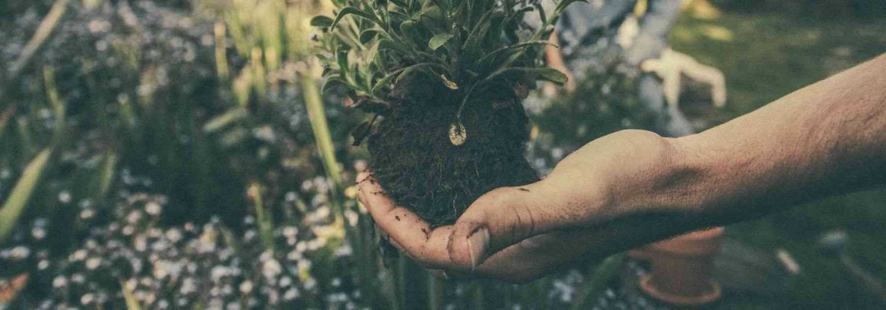 When and how to transplant roses?