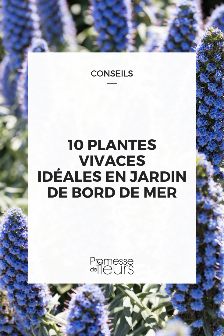 Perennials for a Coastal Garden Perennial Plants for Coastal Gardens
