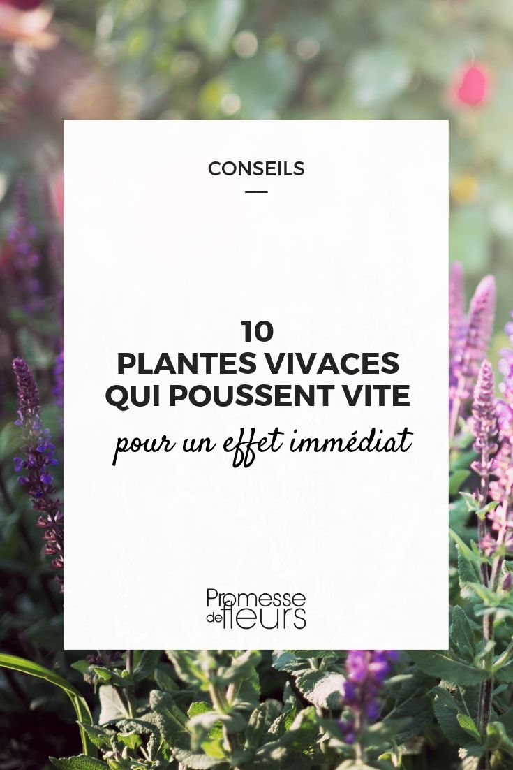 Fast-Growing Perennial Plants