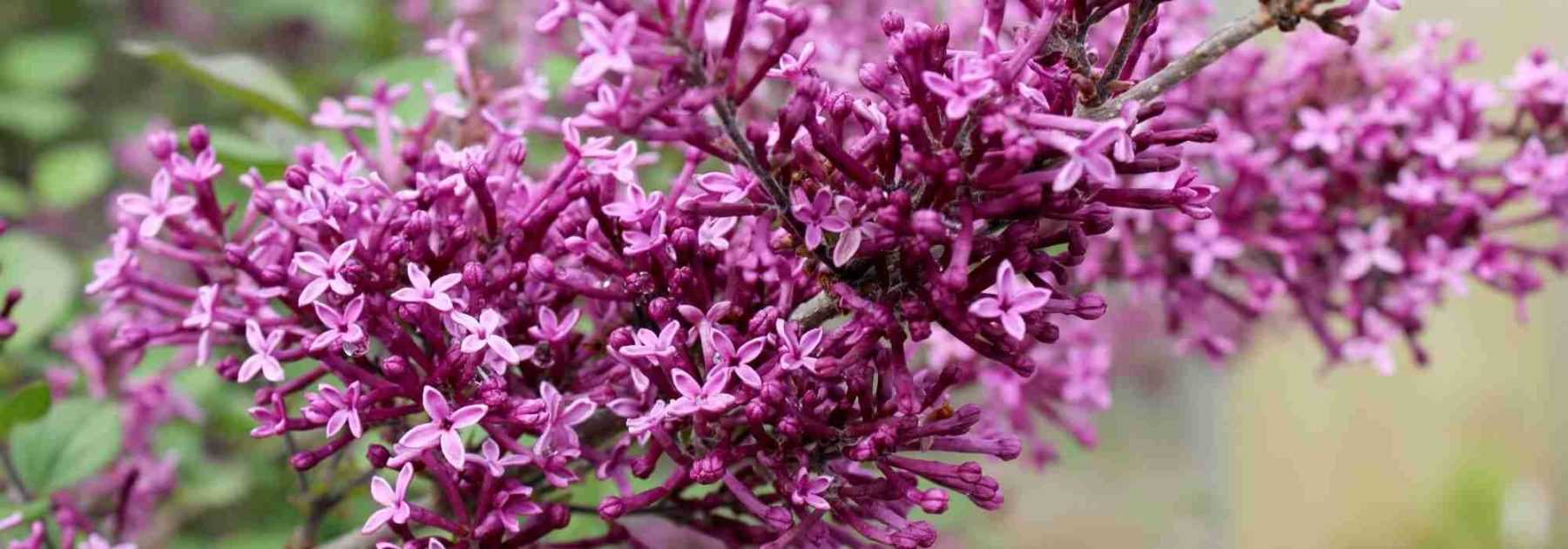 12 fragrant bushes for a scented garden all year round