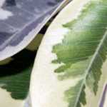7 variegated bushes to have in your garden