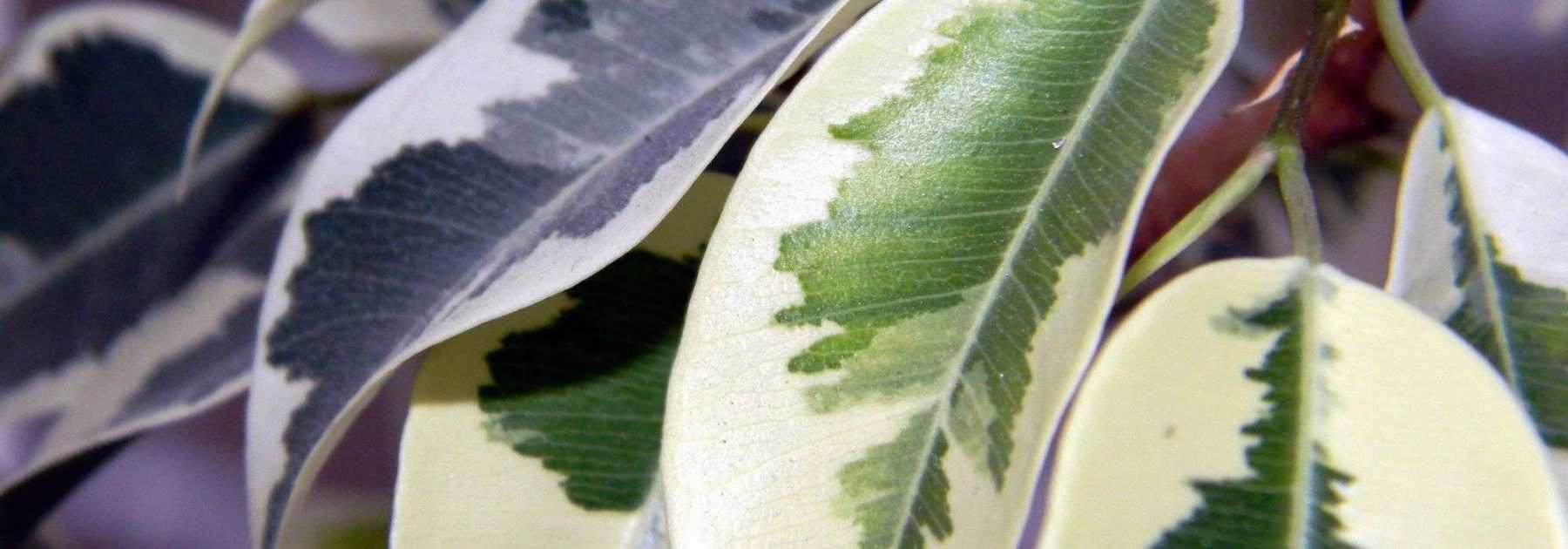 7 variegated bushes to have in your garden